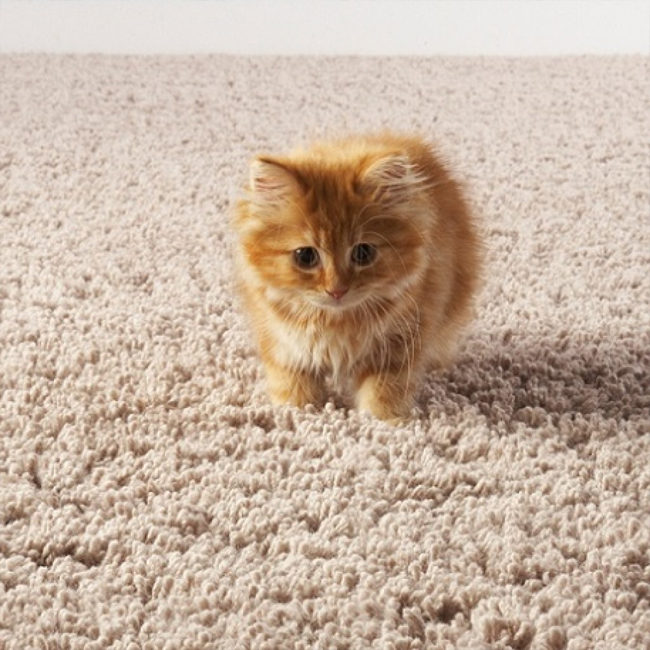 Удаление стойких запахов и пятен